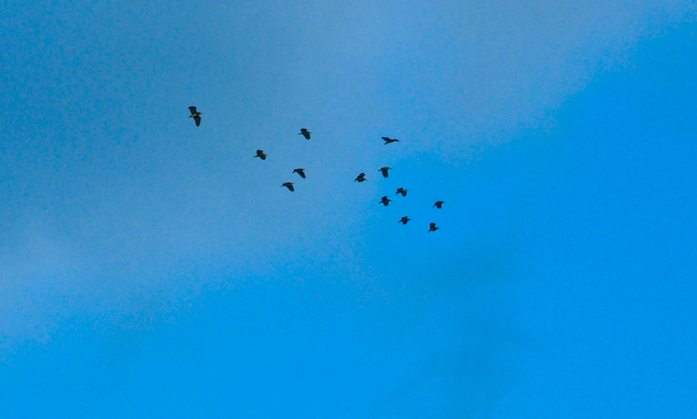 DSC_0051.jpg