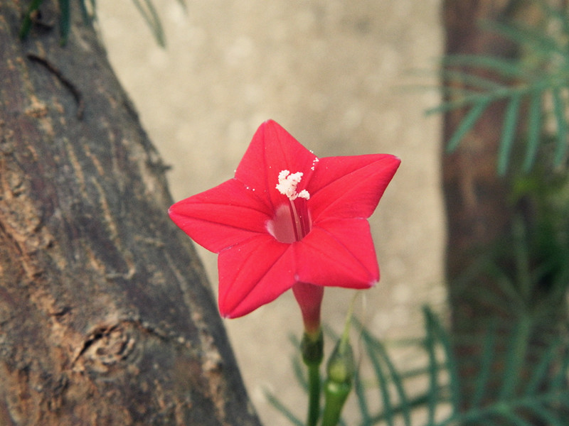 小花3.jpg