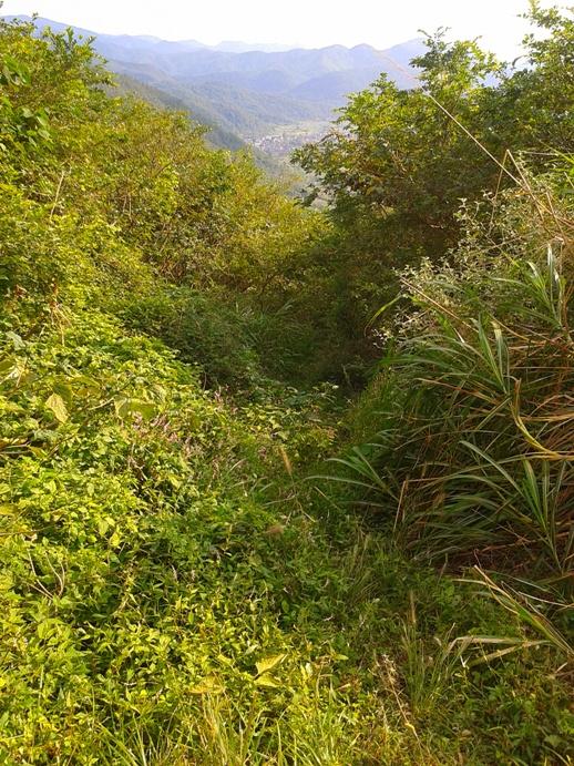 南岭尚未清理，道路被草木占据。