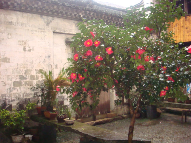 DSC00315.JPG