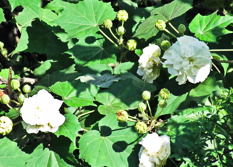 IMG_0075.jpg