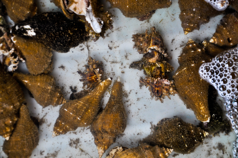 DSC_0031-2.jpg