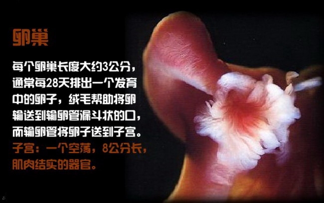 14371085_216034.jpg
