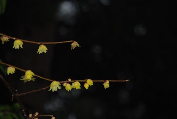 DSC_0010.jpg