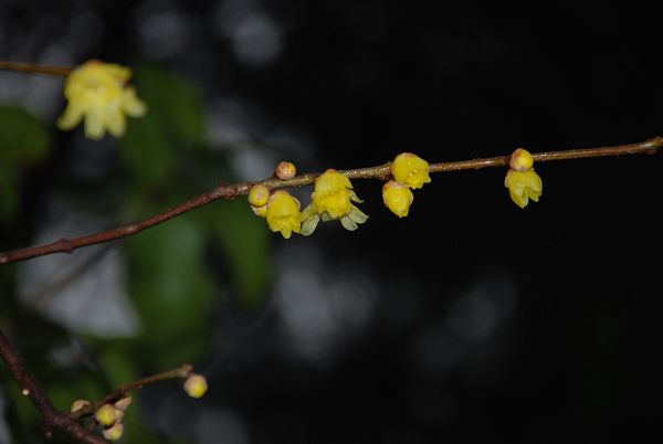 DSC_0011.jpg