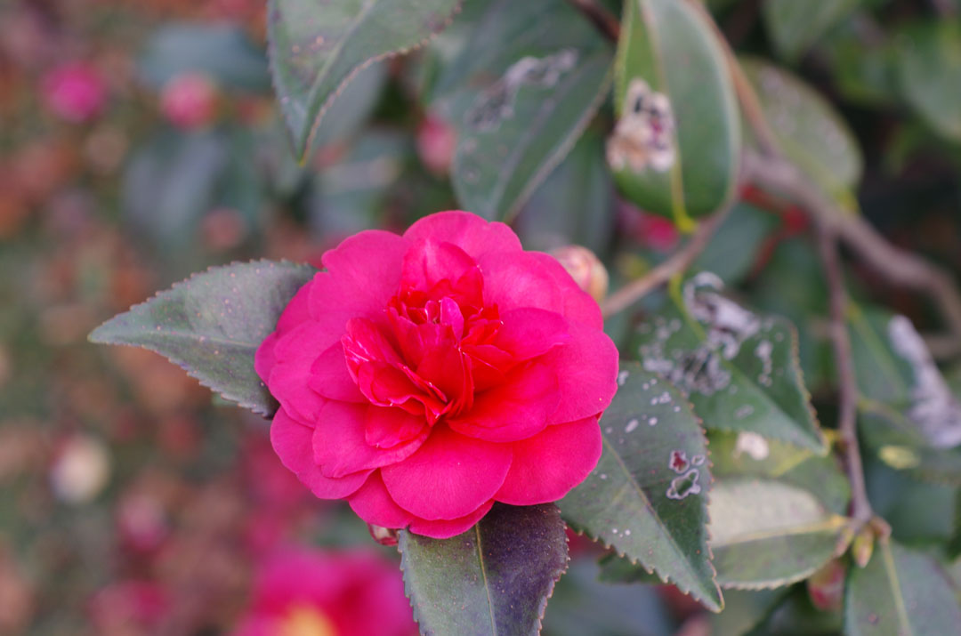 茶花
