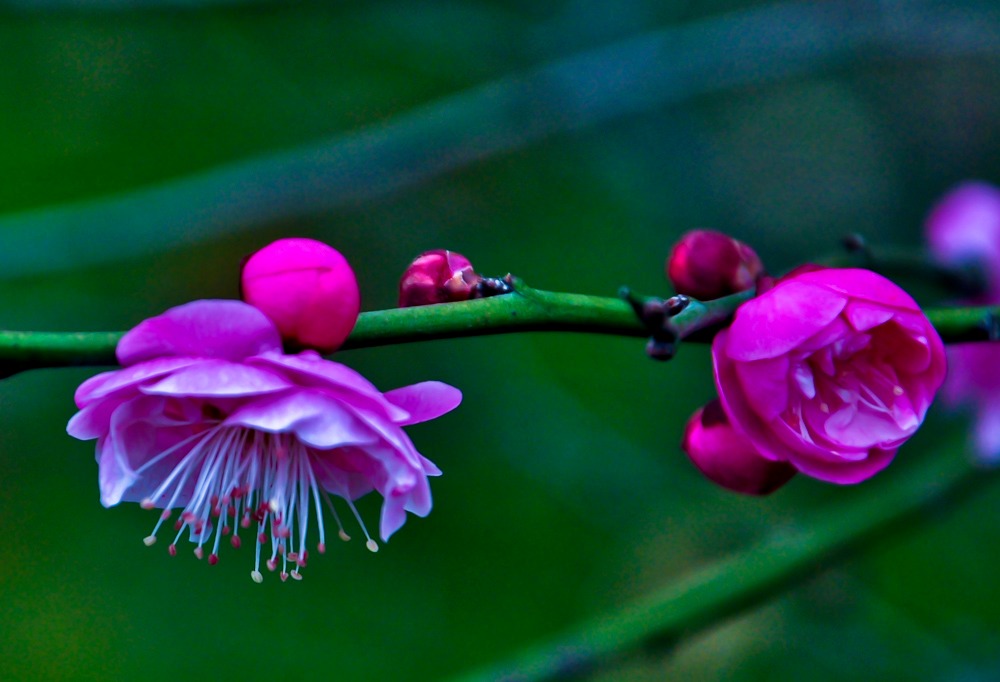 DSC_0210-1.jpg