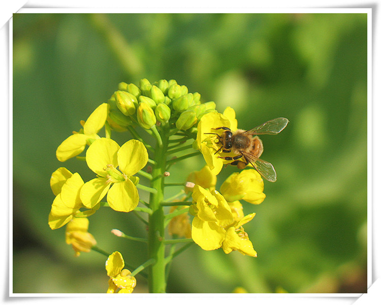 2013春花208_.jpg