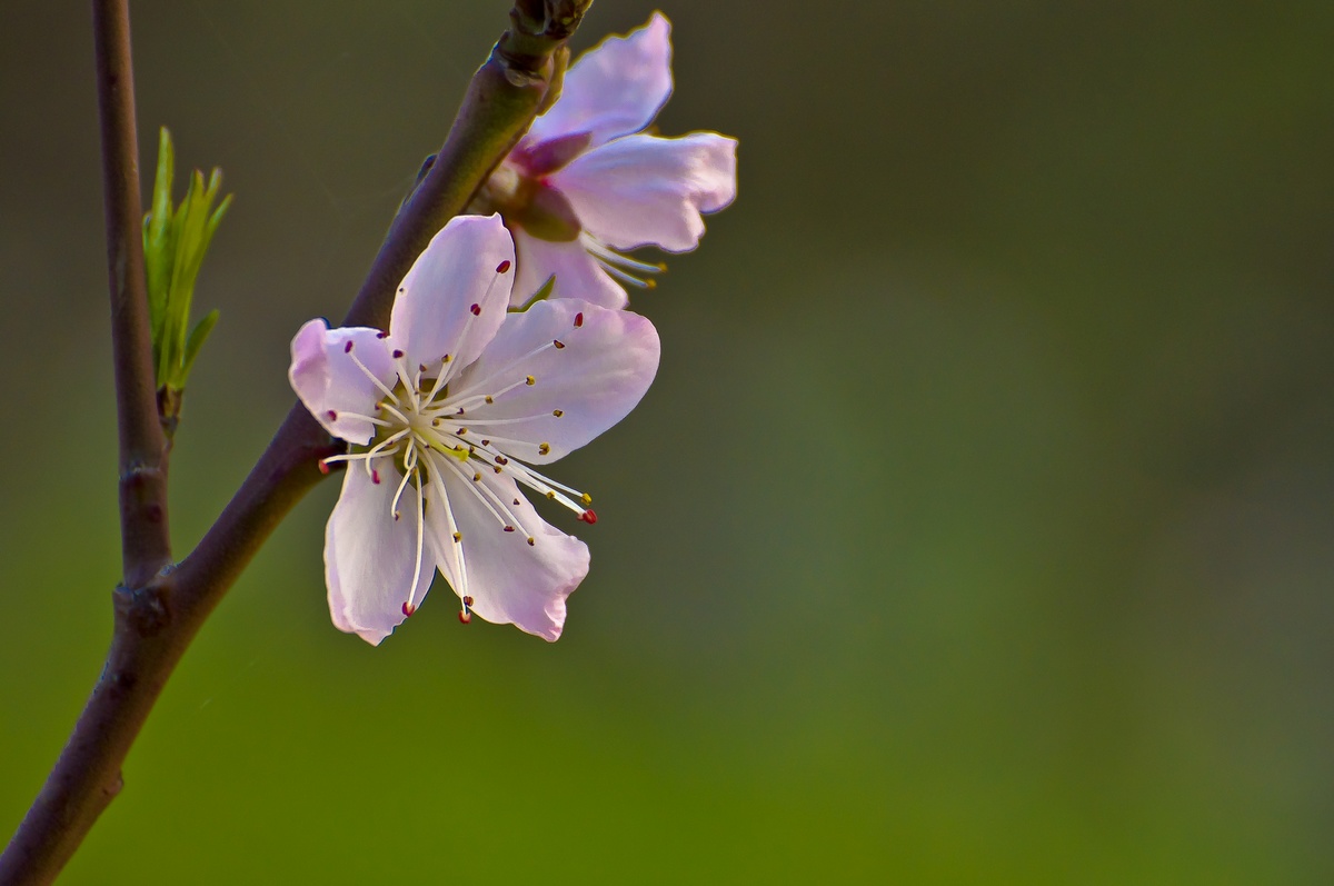 _DSC3377f.jpg