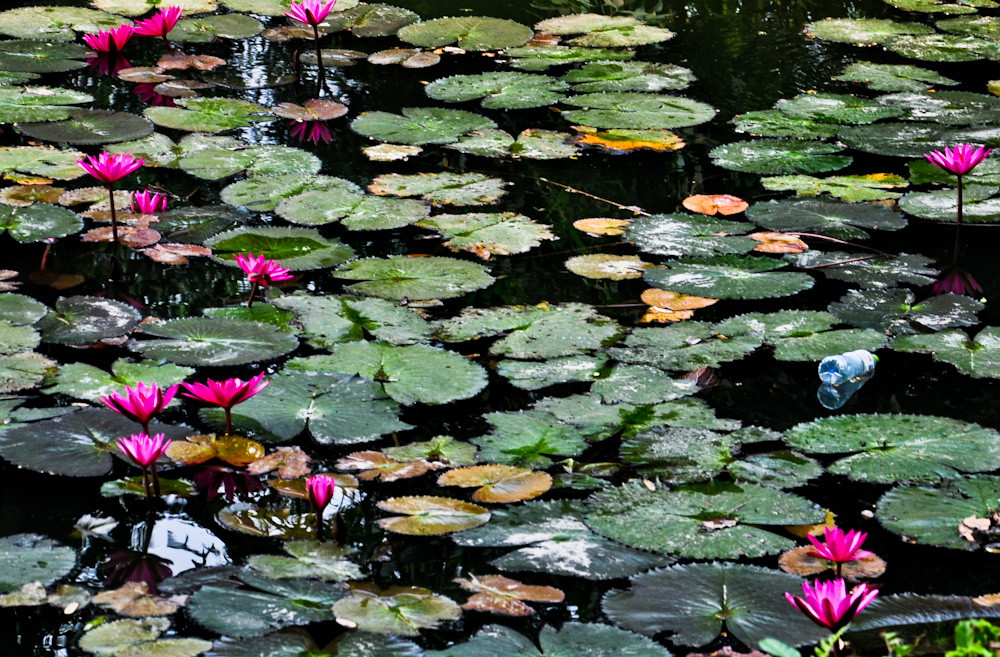 DSC_0173.JPG