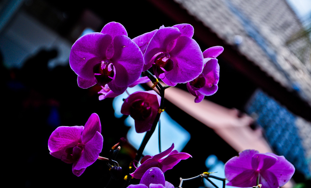 DSC_0388-2.JPG