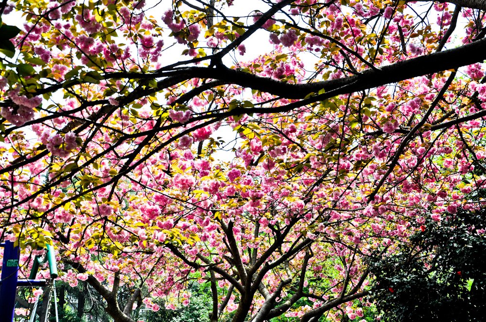 DSC_0052.JPG