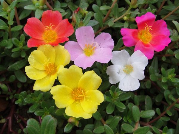 阳花.jpg