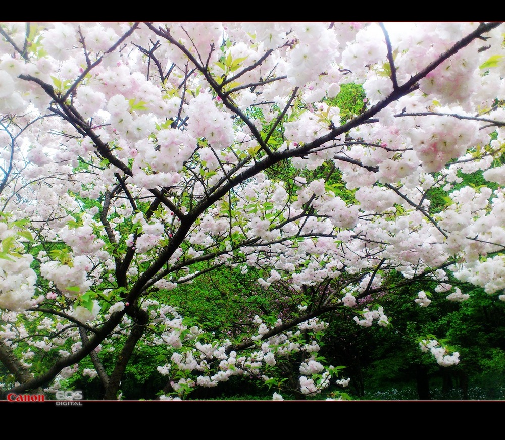 DSC_1431 - 副本 - 副本.JPG