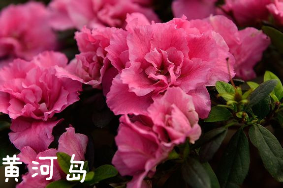 花1.jpg