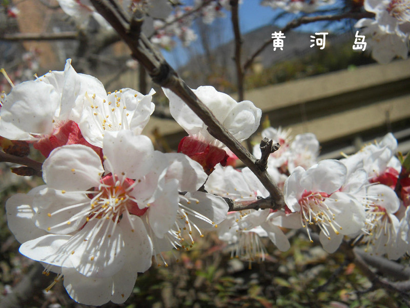 春季花5_副本.jpg