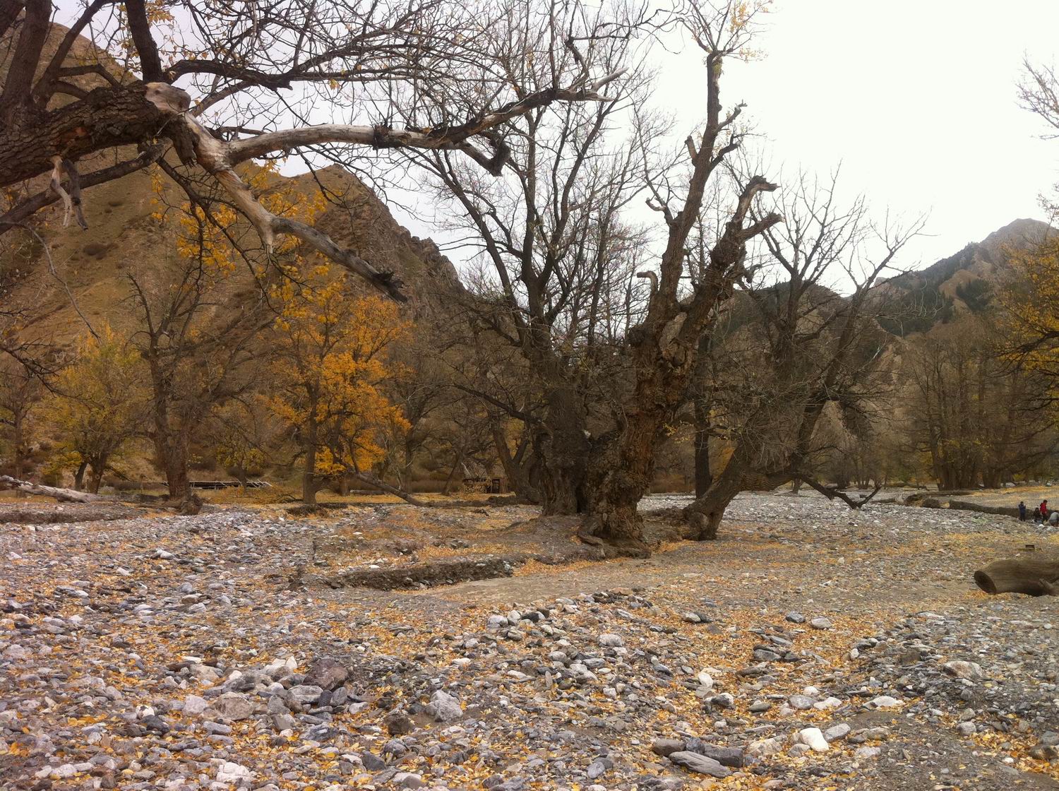 IMG_1172.jpg