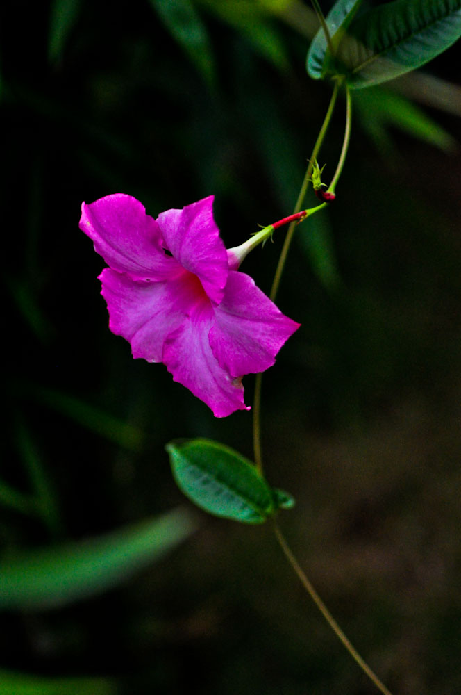 DSC_0123.jpg