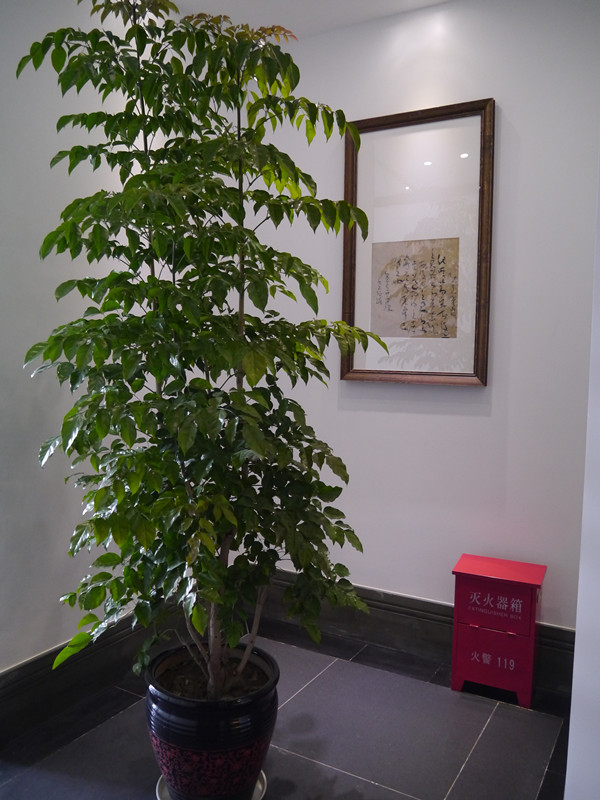 一角的植物和书法_副本.jpg