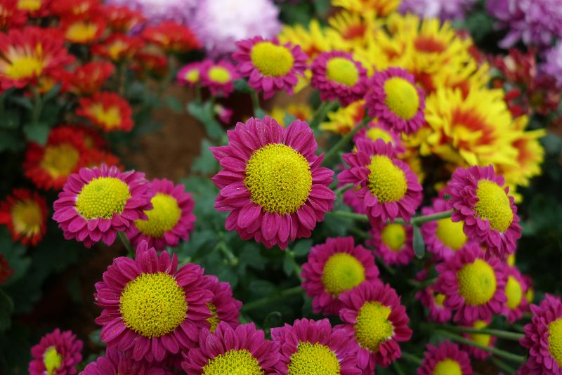 花 (3).JPG
