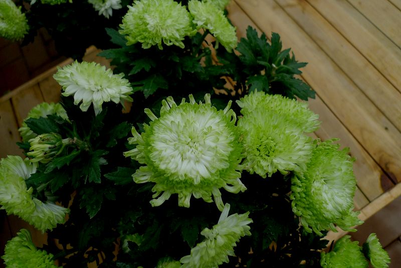花 (5).JPG