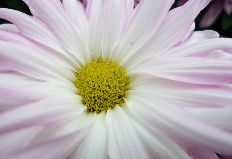 花 (9).JPG