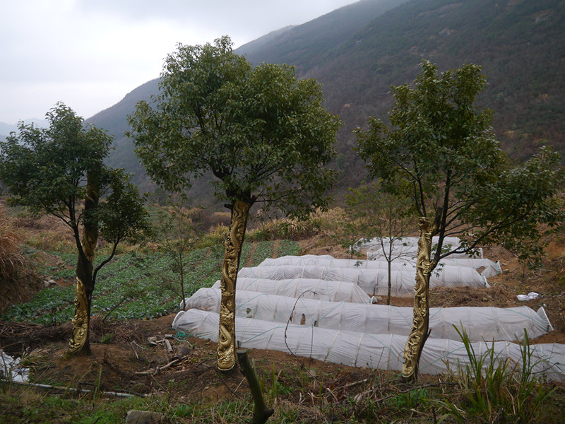 黄埠岭头看活树雕刻5_副本.jpg
