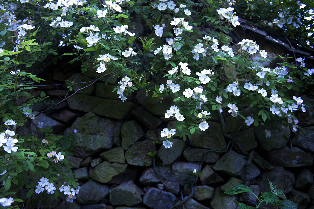 _CLL3370F.jpg