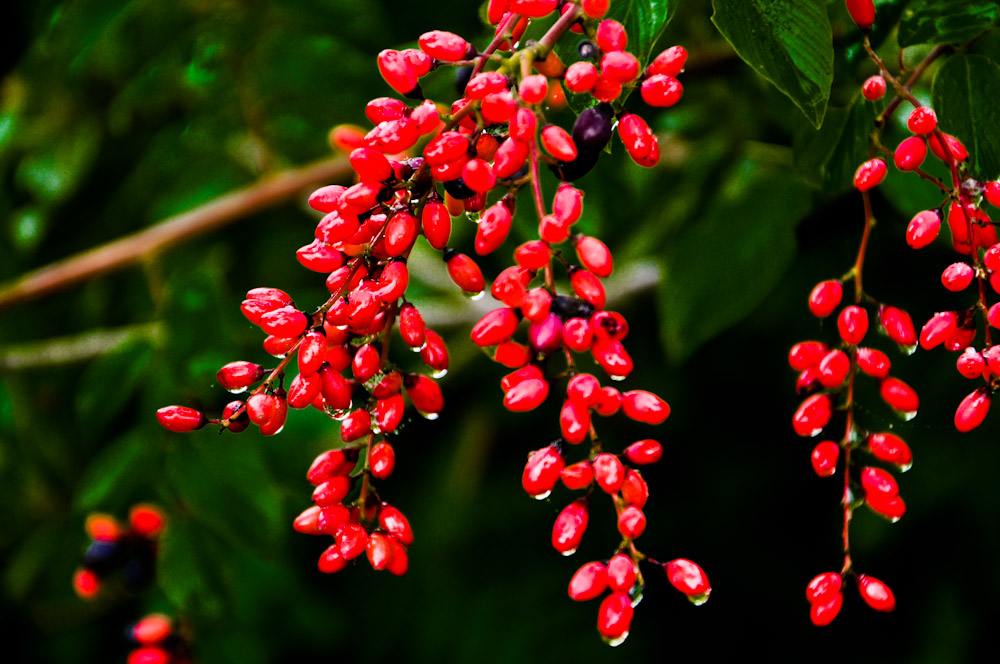 DSC_1221.jpg