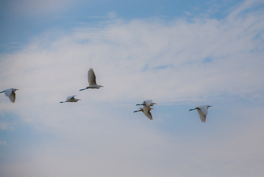 DSC_2313.jpg