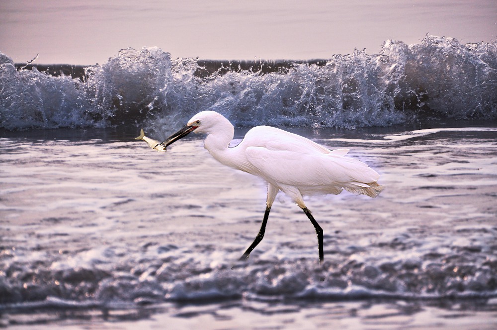 DSC_2906.jpg