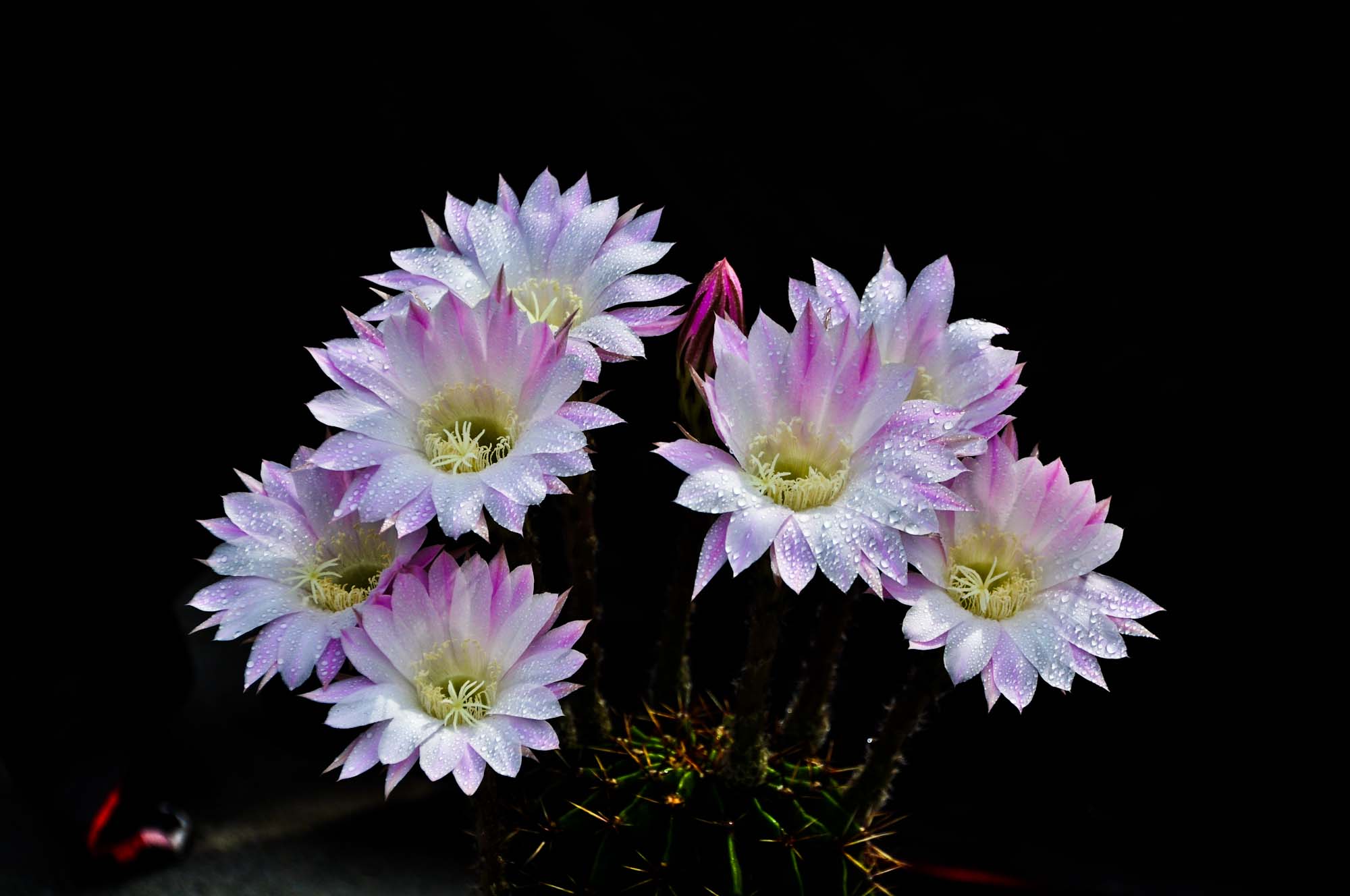 DSC_3570.jpg