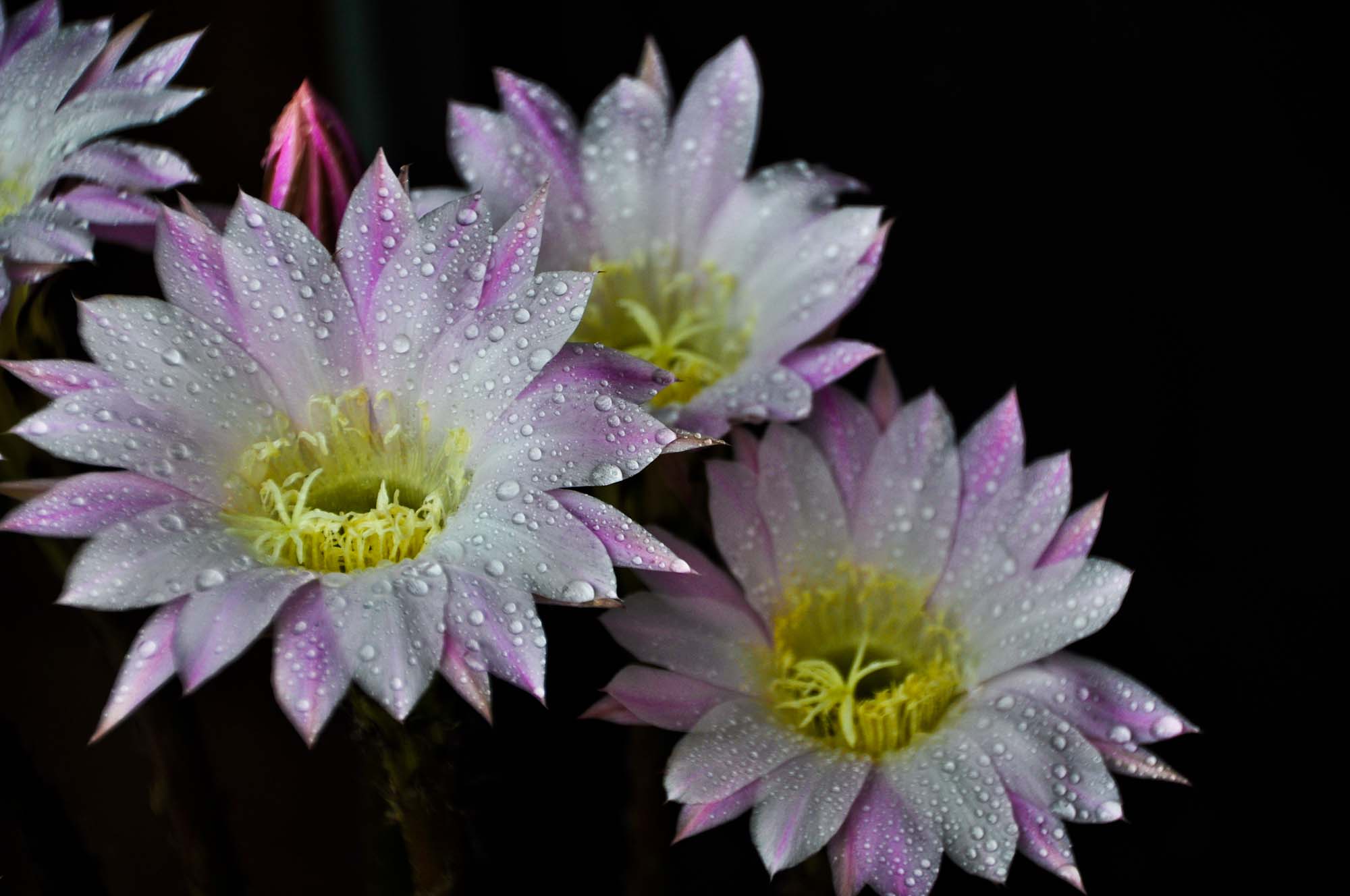 DSC_3575.jpg