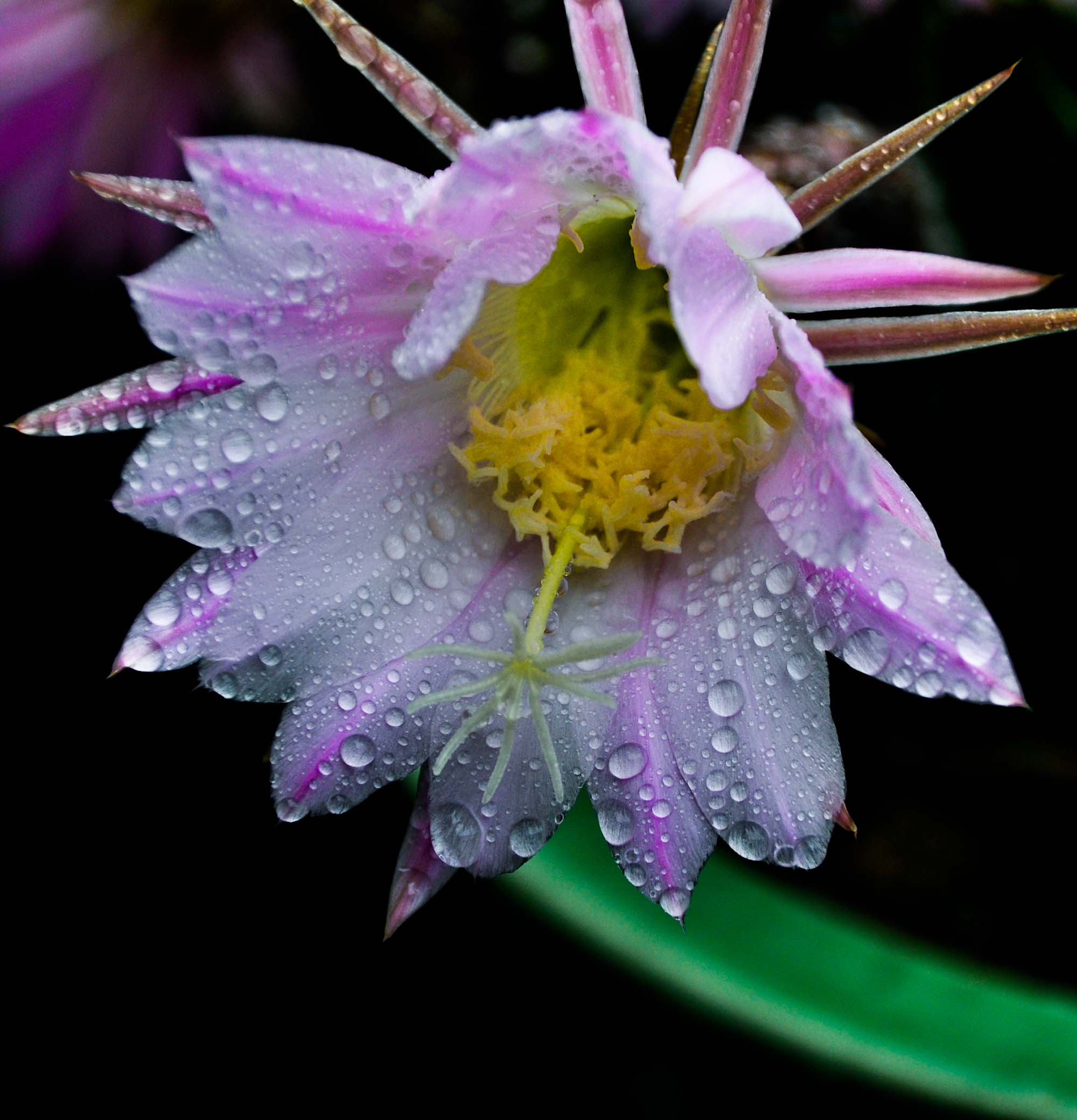 DSC_3610.jpg