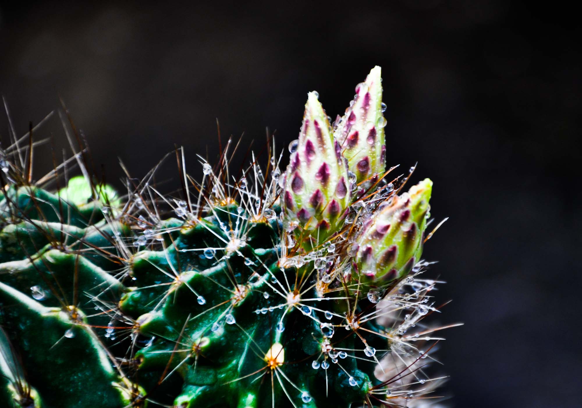 DSC_3631.jpg