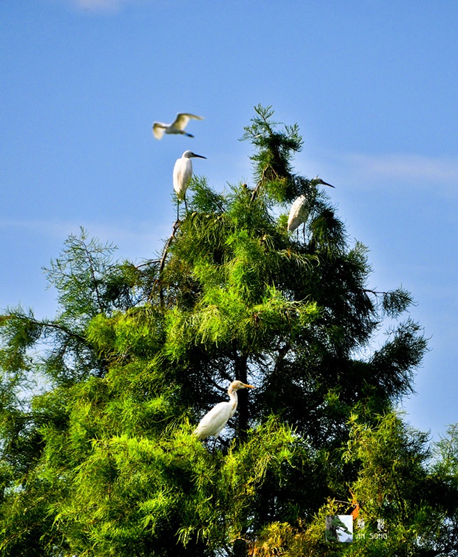 DSC_0421.jpg