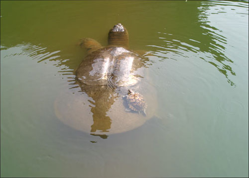 jg3.jpg
