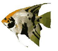 359_222583_58720352558d67e.gif