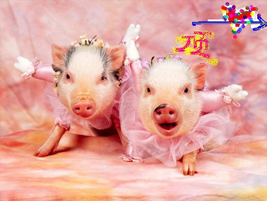 pig2.jpg