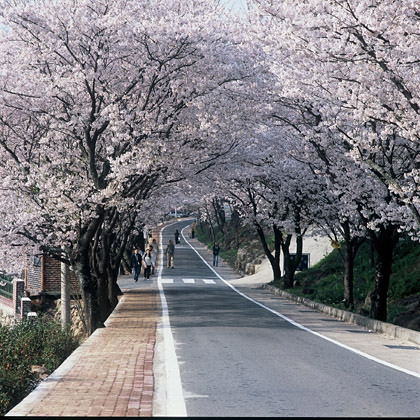 青島07-春天櫻花開的時候的道路.JPG