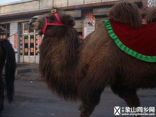 晋祠门外做生意的骆驼.JPG