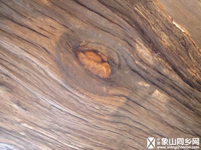 千年古柏上的龙眼.JPG