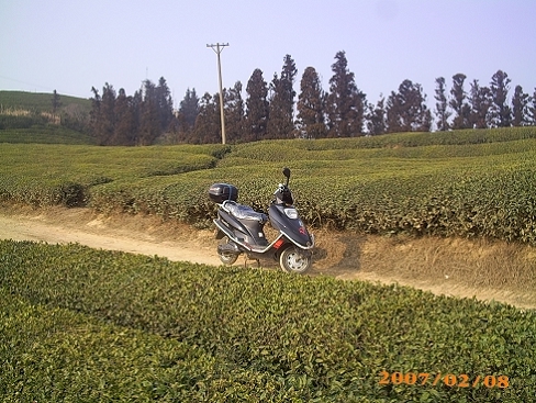 山顶茶园.jpg