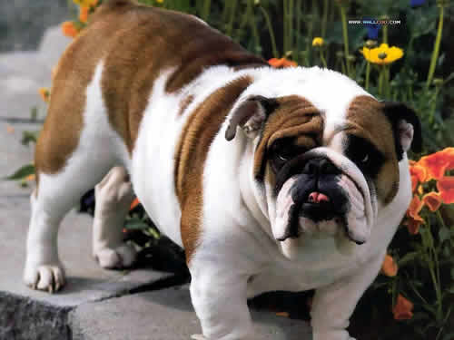 Bulldog_01.jpg