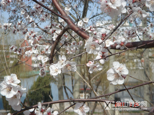 beijingchun7.jpg