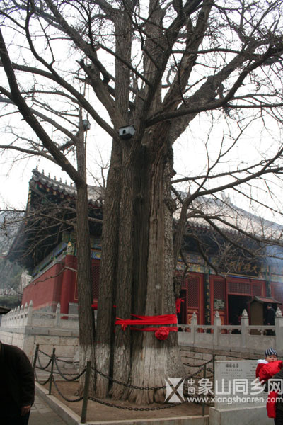 hongluo29.jpg
