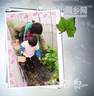 采草莓02.jpg