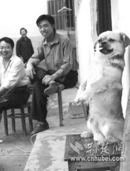 狗吸烟.jpg