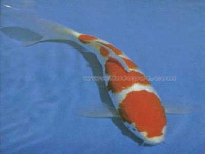 200419215834631_I1gUkoIXBjvR.jpg