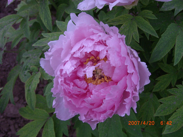 CIMG2178.JPG